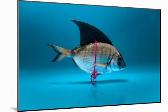 Fish Disguised as a Shark-Antonioiacobelli-Mounted Photographic Print