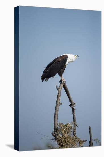 Fish Eagle, Chobe National Park, Botswana-Paul Souders-Stretched Canvas