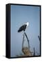Fish Eagle, Chobe National Park, Botswana-Paul Souders-Framed Stretched Canvas