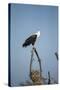 Fish Eagle, Chobe National Park, Botswana-Paul Souders-Stretched Canvas