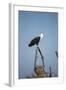 Fish Eagle, Chobe National Park, Botswana-Paul Souders-Framed Photographic Print