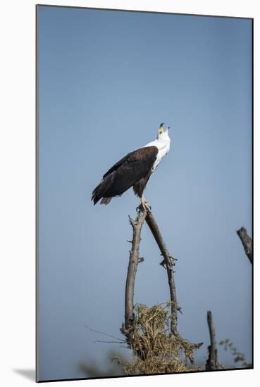 Fish Eagle, Chobe National Park, Botswana-Paul Souders-Mounted Photographic Print