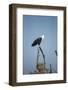 Fish Eagle, Chobe National Park, Botswana-Paul Souders-Framed Photographic Print