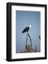 Fish Eagle, Chobe National Park, Botswana-Paul Souders-Framed Photographic Print