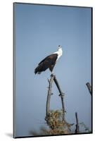 Fish Eagle, Chobe National Park, Botswana-Paul Souders-Mounted Photographic Print