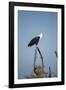 Fish Eagle, Chobe National Park, Botswana-Paul Souders-Framed Photographic Print