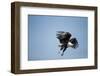 Fish Eagle in Flight, Chobe National Park, Botswana-Paul Souders-Framed Photographic Print