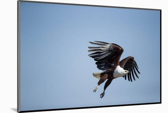 Fish Eagle in Flight, Chobe National Park, Botswana-Paul Souders-Mounted Photographic Print