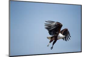 Fish Eagle in Flight, Chobe National Park, Botswana-Paul Souders-Mounted Photographic Print