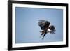 Fish Eagle in Flight, Chobe National Park, Botswana-Paul Souders-Framed Photographic Print