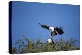 Fish Eagles Mating, Chobe National Park, Botswana-Paul Souders-Stretched Canvas