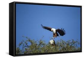 Fish Eagles Mating, Chobe National Park, Botswana-Paul Souders-Framed Stretched Canvas