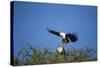 Fish Eagles Mating, Chobe National Park, Botswana-Paul Souders-Stretched Canvas