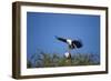 Fish Eagles Mating, Chobe National Park, Botswana-Paul Souders-Framed Photographic Print