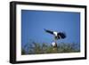 Fish Eagles Mating, Chobe National Park, Botswana-Paul Souders-Framed Photographic Print
