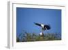 Fish Eagles Mating, Chobe National Park, Botswana-Paul Souders-Framed Photographic Print