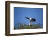 Fish Eagles Mating, Chobe National Park, Botswana-Paul Souders-Framed Photographic Print