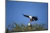 Fish Eagles Mating, Chobe National Park, Botswana-Paul Souders-Mounted Photographic Print