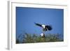 Fish Eagles Mating, Chobe National Park, Botswana-Paul Souders-Framed Photographic Print