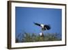 Fish Eagles Mating, Chobe National Park, Botswana-Paul Souders-Framed Photographic Print