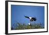 Fish Eagles Mating, Chobe National Park, Botswana-Paul Souders-Framed Photographic Print