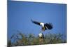 Fish Eagles Mating, Chobe National Park, Botswana-Paul Souders-Mounted Photographic Print