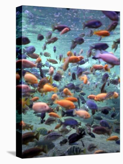 Fish Enclosure in Busch Gardens, Orlando Florida, November 2001-null-Stretched Canvas