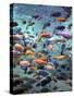 Fish Enclosure in Busch Gardens, Orlando Florida, November 2001-null-Stretched Canvas