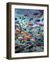 Fish Enclosure in Busch Gardens, Orlando Florida, November 2001-null-Framed Photographic Print