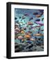 Fish Enclosure in Busch Gardens, Orlando Florida, November 2001-null-Framed Photographic Print