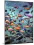 Fish Enclosure in Busch Gardens, Orlando Florida, November 2001-null-Mounted Photographic Print