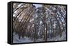 Fish-Eye Image of Scot's Pine Trees (Pinus Sylvestris) in Forest, Abernethy Forest, Scotland, UK-Mark Hamblin-Framed Stretched Canvas