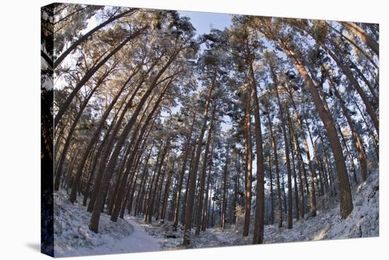 Fish-Eye Image of Scot's Pine Trees (Pinus Sylvestris) in Forest, Abernethy Forest, Scotland, UK-Mark Hamblin-Stretched Canvas