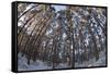 Fish-Eye Image of Scot's Pine Trees (Pinus Sylvestris) in Forest, Abernethy Forest, Scotland, UK-Mark Hamblin-Framed Stretched Canvas