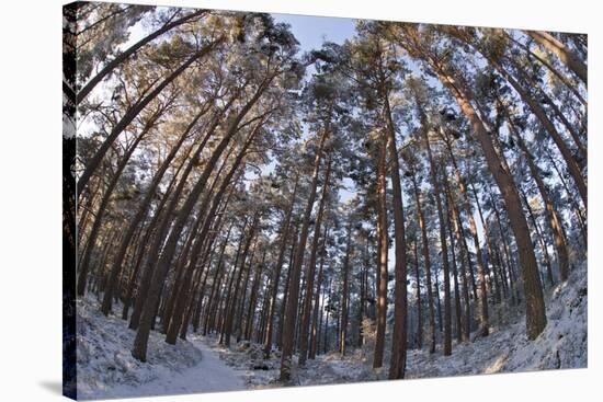 Fish-Eye Image of Scot's Pine Trees (Pinus Sylvestris) in Forest, Abernethy Forest, Scotland, UK-Mark Hamblin-Stretched Canvas