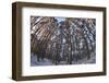 Fish-Eye Image of Scot's Pine Trees (Pinus Sylvestris) in Forest, Abernethy Forest, Scotland, UK-Mark Hamblin-Framed Photographic Print