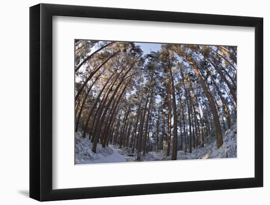 Fish-Eye Image of Scot's Pine Trees (Pinus Sylvestris) in Forest, Abernethy Forest, Scotland, UK-Mark Hamblin-Framed Photographic Print