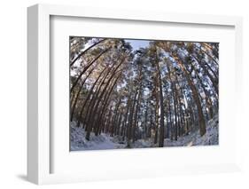 Fish-Eye Image of Scot's Pine Trees (Pinus Sylvestris) in Forest, Abernethy Forest, Scotland, UK-Mark Hamblin-Framed Photographic Print