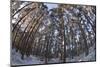 Fish-Eye Image of Scot's Pine Trees (Pinus Sylvestris) in Forest, Abernethy Forest, Scotland, UK-Mark Hamblin-Mounted Photographic Print