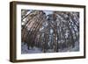 Fish-Eye Image of Scot's Pine Trees (Pinus Sylvestris) in Forest, Abernethy Forest, Scotland, UK-Mark Hamblin-Framed Photographic Print