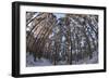 Fish-Eye Image of Scot's Pine Trees (Pinus Sylvestris) in Forest, Abernethy Forest, Scotland, UK-Mark Hamblin-Framed Photographic Print