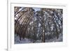 Fish-Eye Image of Scot's Pine Trees (Pinus Sylvestris) in Forest, Abernethy Forest, Scotland, UK-Mark Hamblin-Framed Photographic Print