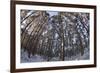 Fish-Eye Image of Scot's Pine Trees (Pinus Sylvestris) in Forest, Abernethy Forest, Scotland, UK-Mark Hamblin-Framed Photographic Print