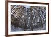 Fish-Eye Image of Scot's Pine Trees (Pinus Sylvestris) in Forest, Abernethy Forest, Scotland, UK-Mark Hamblin-Framed Photographic Print