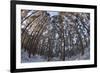 Fish-Eye Image of Scot's Pine Trees (Pinus Sylvestris) in Forest, Abernethy Forest, Scotland, UK-Mark Hamblin-Framed Photographic Print