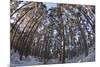 Fish-Eye Image of Scot's Pine Trees (Pinus Sylvestris) in Forest, Abernethy Forest, Scotland, UK-Mark Hamblin-Mounted Photographic Print