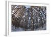 Fish-Eye Image of Scot's Pine Trees (Pinus Sylvestris) in Forest, Abernethy Forest, Scotland, UK-Mark Hamblin-Framed Photographic Print