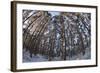 Fish-Eye Image of Scot's Pine Trees (Pinus Sylvestris) in Forest, Abernethy Forest, Scotland, UK-Mark Hamblin-Framed Photographic Print