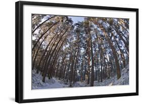 Fish-Eye Image of Scot's Pine Trees (Pinus Sylvestris) in Forest, Abernethy Forest, Scotland, UK-Mark Hamblin-Framed Photographic Print