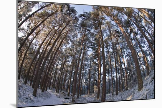 Fish-Eye Image of Scot's Pine Trees (Pinus Sylvestris) in Forest, Abernethy Forest, Scotland, UK-Mark Hamblin-Mounted Photographic Print